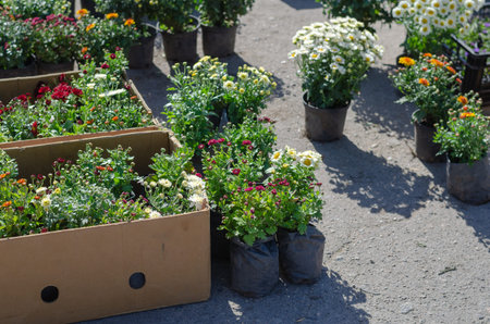 Farmer's Fair of gardening in the open air. Colorful chrysanthemums and daisies in flower pots....