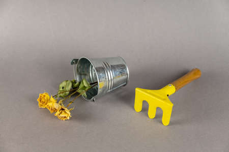 Children's toys and flowers on a gray background. Small metal verdor, yellow rake with wooden handle and dried roses. garden tools.の写真素材