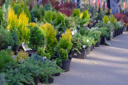 A variety of evergreen shrubs and trees at the farmer's market. Seedlings of various plants in flower pots. street trade. selective focus.の写真素材