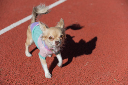Portrait of a Chihuahua dog walking on a brown treadmill. The knitted costume is worn on the Little...