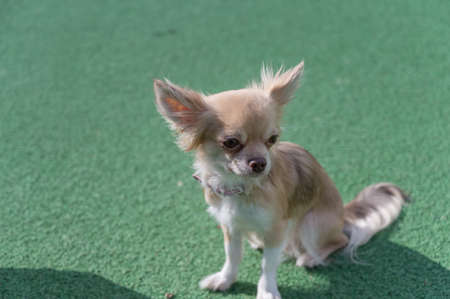 Portrait of a Chihuahua dog against a green background. The pet is sitting on the green surface of the sports field. outside. daytime.の写真素材