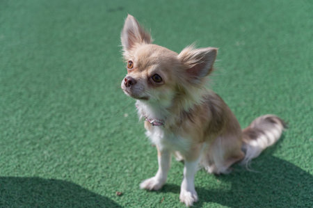 Portrait of a Chihuahua dog against a green background. The pet is sitting on the green surface of the sports field. outside. daytime.の写真素材