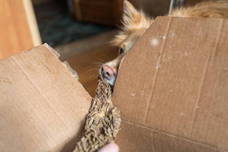 A female hand treats her pet with dried treats. A female of mixed breed.の写真素材