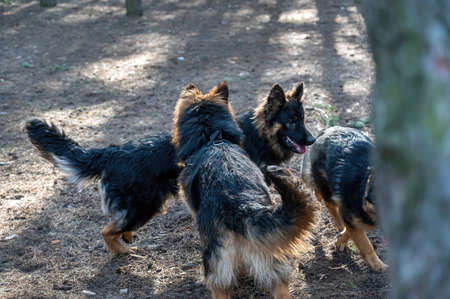 Young dogs frolic in the pine forest. Two males and a female German Shepherd playing, catching up, sniffing, running and exploring each other. Without leashes. animal socialization. blurred motion.の写真素材