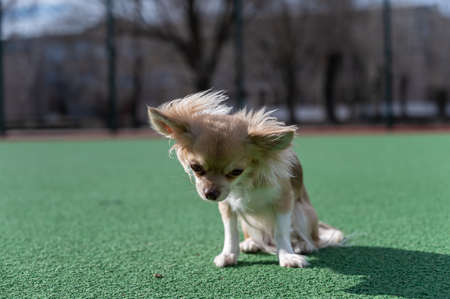 A small beige dog sits on the green surface of a sports field. An adult female Chihuahua breed.の写真素材