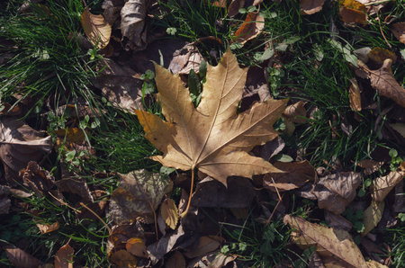 Natural background with fallen leaves in the middle of green grass. Brown leaves of chestnut, aspen,...