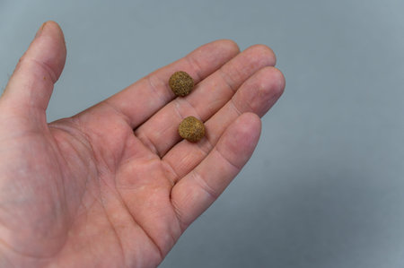Two pellets of dry dog food lie in a man's palm. A mature man holds brown pellets in an open palm...