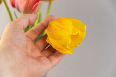 Close-up of a man's hand holding a yellow tulip. A bouquet of beautiful spring flowers is in the...