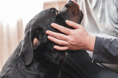 An adult Man strokes the head of a large black dog. The owner is petting his pet. The dog sits in front of him on the floor inside the living room. An adult male Rottweiler.の写真素材