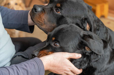 A man and two Rottweilers. The owner is stroking his pets, who are sitting in front of him. Adult female and male Rottweiler dogs. Inside the living room.の写真素材