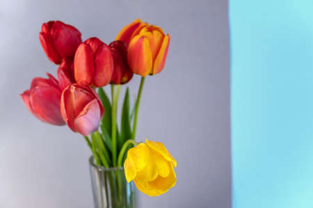 Bouquet against a gray-blue background. Red and yellow tulips in a clear glass vase. Beautiful multicolored flowers.の写真素材