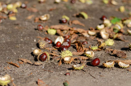 The ripe fruits of the horse chestnut lie on the ground. Parts of the broken prickly skin are lying around. daytime. no people.の写真素材