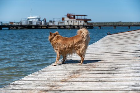 A little wet dog stands on an old abandoned pier. The stern of a rusty vessel moored to the pier in the background. A red dog of mixed breed. summertime. daytime. selective focus.の写真素材