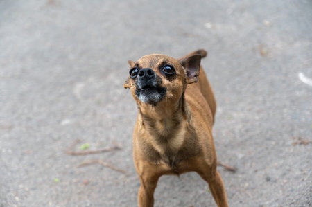 A frightened little brown dog barks at the camera. A male dog breeds a toe terrier with no wheatgrass. Elderly pet with gray hair on his muzzle. Animals lost in war concept.の写真素材