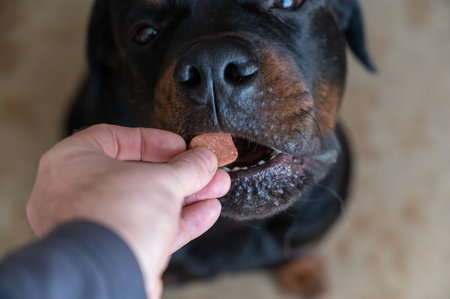 Man feeds chewable tablet to fleas and ticks to his pet. An oral veterinary drug is placed by hand into the open mouth Rottweiler. Large black dog sits on the floor of a living room. selective focusの写真素材