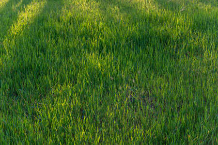 Shadows on an unmowed lawn or lawn. The texture of green grass. natural background. no people....
