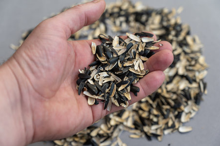 A man's hand holds piles of sunflower seed husks. Empty Black and white husk of roasted sunflower...