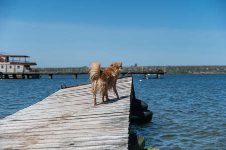 A little wet dog stands on an old abandoned pier. The stern of a rusty vessel moored to the pier in the background. A red dog of mixed breed. summertime. daytime. selective focus.の写真素材