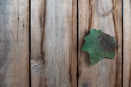 A white poplar tree leaf against a wooden background. Green leaf hanging vertically on twine. old...