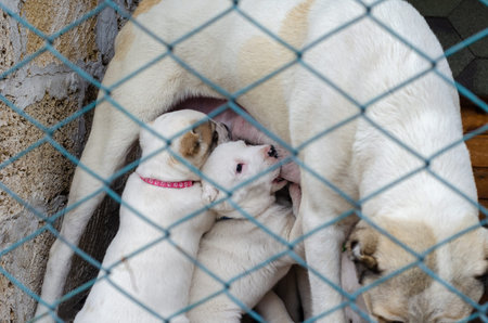 A female dog breastfeeding cute puppies in an enclosure. Central Asian shepherd puppies suckling on...