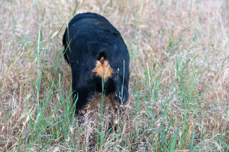 Dried spikelets of mouse barley in the coat of a female Rottweiler. Hordeum murinum spikelets are...
