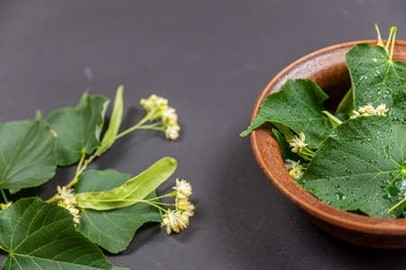 Folk medicine concept. A linden tree branch and a brown bowl against a black background. The flowers and leaves of the linden tree lie inside the brown clay bowl. Wet leaves with drops of water.の写真素材