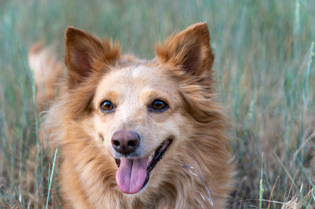 Portrait of a red dog of mixed breed. A happy female lying on a pasture among wild grasses. selective focus.の写真素材