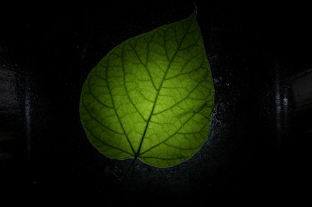 A luminous green leaf against a black background. Fresh catalpa tree leaf on a wet surface. Texture...