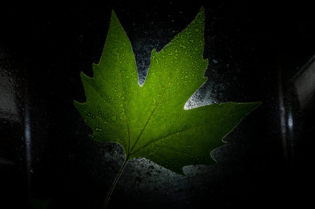 A luminous green sycamore leaf against a black background. Fresh tree leaf on a wet surface. Texture...