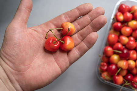 Ripe sweet cherries lie in the open palm of a man's hand. A new crop of red berries in a clear tray in the background. Health Food. selective focus.の写真素材