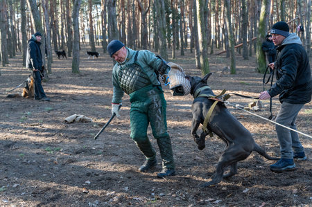 Training of service dogs for guard-defense service. Cane Corso dog attacks trainer. Trainer in special protective clothing. Owners with their dogs at training ground. Mykolaiv, Ukraine - 02 13 2022のeditorial素材
