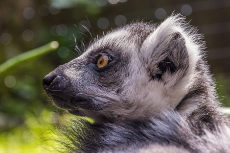 The ring-tailed lemur (Lemur catta) is a large strepsirrhine primate and the most recognized lemur...