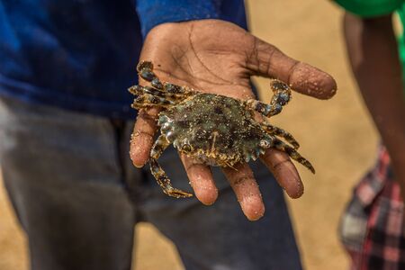 Portunid crabs are characterised by the flattening of the fifth pair of legs into broad paddles, which are used for swimming.の写真素材