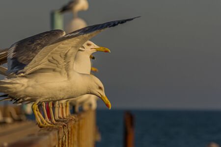 The Caspian gull (Larus cachinnans) is a large gull and a member of the herring and lesser black-backed gull complex. The scientific name is from Latin. Larus appears to have referred to a gull or other large seabird, and cachinnans means "laughing", from cachinnare, "to laugh".の写真素材