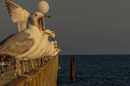 The Caspian gull (Larus cachinnans) is a large gull and a member of the herring and lesser black-backed gull complex. The scientific name is from Latin. Larus appears to have referred to a gull or other large seabird, and cachinnans means "laughing", from cachinnare, "to laugh".の写真素材