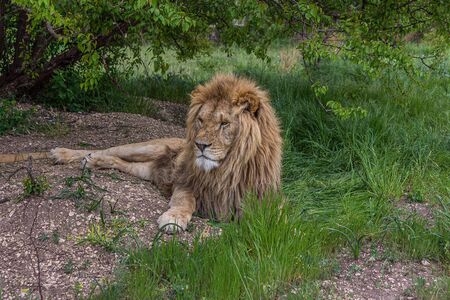 The lion (Panthera leo) is a species in the family Felidae; it is a muscular, deep-chested cat with a short, rounded head, a reduced neck and round ears, and a hairy tuft at the end of its tail.の写真素材