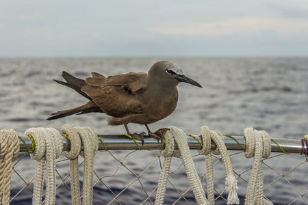 The brown noddy or common noddy (Anous stolidus) is a seabird in the family Laridae. The largest of...