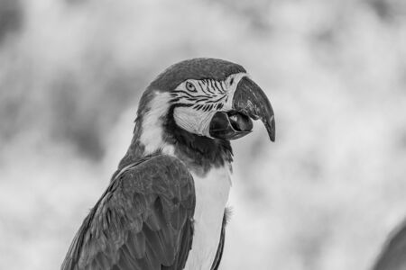 The blue-and-yellow macaw (Ara ararauna), also known as the blue-and-gold macaw, is a large South American parrot with mostly blue top parts and light orange underparts, with gradient hues of green on top of its head. It is a member of the large group of neotropical parrots known as macaws. It inhabits forest (especially varzea, but also in open sections of terra firme or unflooded forest), woodland and savannah of tropical South America. They are popular in aviculture because of their striking color, ability to talk, ready availability in the marketplace, and close bonding to humans.の写真素材
