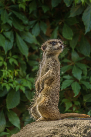 The meerkat (Suricata suricatta) stands with a pillar and turns its head in different directions....