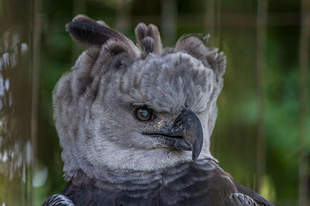 The harpy eagle (American harpy eagle, Harpia harpyja) is a neotropical species of eagle. In Brazil, the harpy eagle is also known as royal-hawk. It usually inhabits tropical lowland rainforestsの写真素材