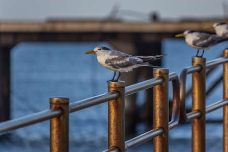 The greater crested tern (Thalasseus bergii), also called crested or swift, is a tern in the family Laridae that nests in colonies on coastlines and islands in the tropical and subtropical Old Worldの写真素材
