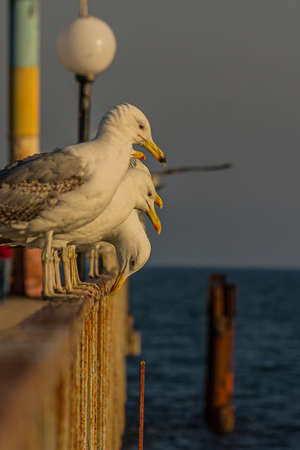 The Caspian gull (Larus cachinnans) is a large gull and a member of the herring and lesser black-backed gull complex. The Caspian gull breeds around the Black and Caspian Seasの写真素材