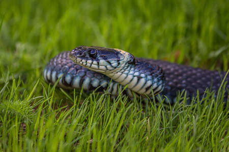 The grass snake (Natrix natrix), sometimes called the ringed snake or water snake, is a Eurasian non-venomous snake. It is often found near water and feeds almost exclusively on amphibiansの写真素材