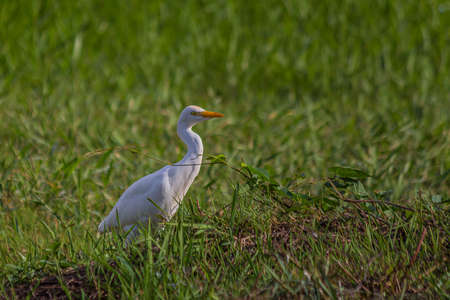 The western cattle egret (white egyptian heron, Bubulcus ibis) is a species of heron (family Ardeidae) found in the tropics, subtropics and warm temperate zones. It is a white bird with buff plumesの写真素材
