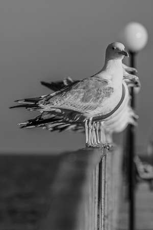 The Caspian gull (Larus cachinnans) is a large gull and a member of the herring and lesser black-backed gull complex. The Caspian gull breeds around the Black and Caspian Seasの写真素材