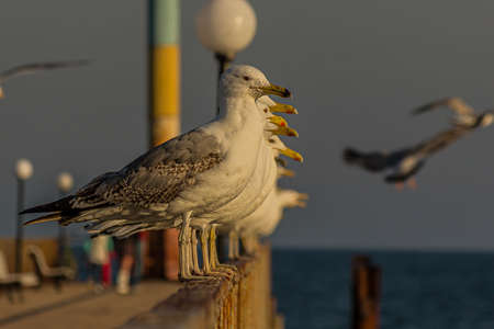 The Caspian gull (Larus cachinnans) is a large gull and a member of the herring and lesser black-backed gull complex. The Caspian gull breeds around the Black and Caspian Seasの写真素材
