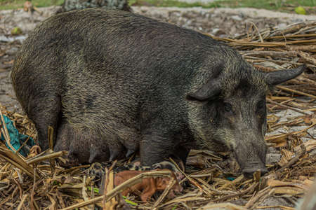The large black sow stands sideways and looks at you. Shot of a polinesian village on a tiny corall atoll (Fanning Atoll, Kiribati) in the middle of the Pacific Oceanの写真素材
