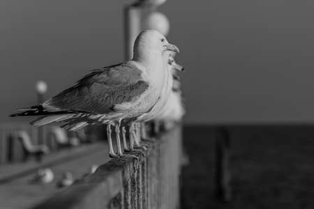 The Caspian gull (Larus cachinnans) is a large gull and a member of the herring and lesser black-backed gull complex. The Caspian gull breeds around the Black and Caspian Seasの写真素材