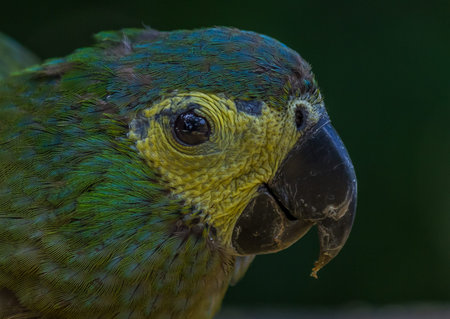 The blue-fronted or turquoise-fronted amazon (Amazona aestiva) sits and eat pasta. Its a mainly...