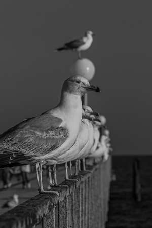 The Caspian gull (Larus cachinnans) is a large gull and a member of the herring and lesser black-backed gull complex. The Caspian gull breeds around the Black and Caspian Seasの写真素材